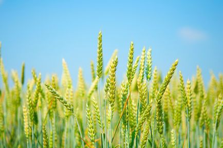 Чому люди перестали перетравлювати пшеницю