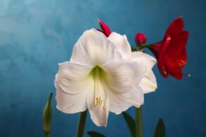 Чому не цвіте амариліс, поради що робити і як змусити його цвісти в домашніх умовах