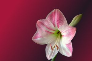 Чому не цвіте амариліс, поради що робити і як змусити його цвісти в домашніх умовах