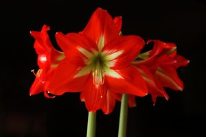 De ce amaryllis nu infloreste, sfaturi cu privire la ce sa faca si cum sa-l infloreasca in casa