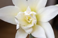 De ce amaryllis nu infloreste, sfaturi cu privire la ce sa faca si cum sa-l infloreasca in casa