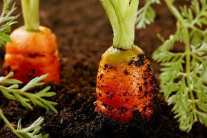De ce morcovii nu cresc cum să semene și ce să facă
