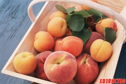 Miért lezuhanyozott őszibarack (morzsolódik) Miért lezuhanyozott őszibarack