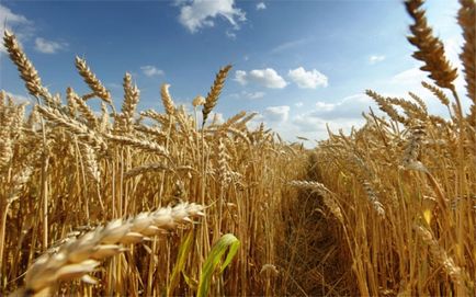 Чому пшениця перестала засвоюватися