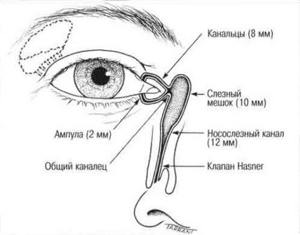 Miért könnyező szemek, és hogy ez megtehető a szem kezelésére otthon