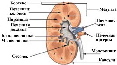Cataloagele rinichilor