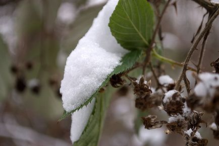 Підготовка ожини до зими