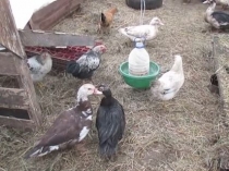 Részletek a tartalom a csirkék télen üvegházban, fotó megfelelően felszerelt baromfiólakban, tanácsot, hogy hogyan