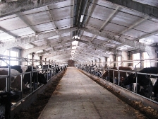 Spații pentru bovine și ferme