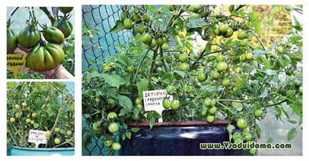 Tomate pentru începători, un loc despre o grădină, o reședință de vară și plante de apartament