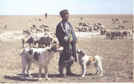 Порода собаки туркменський алабай характеристика і виховання цуценят