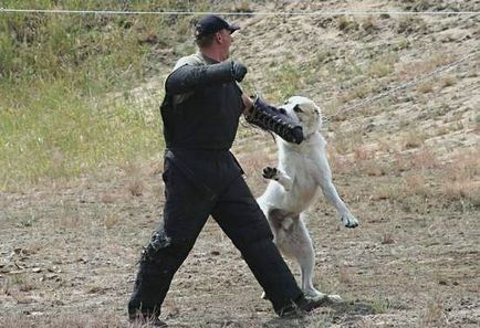 Rasa de caractere turkmen Alabai câine și de formare a căței