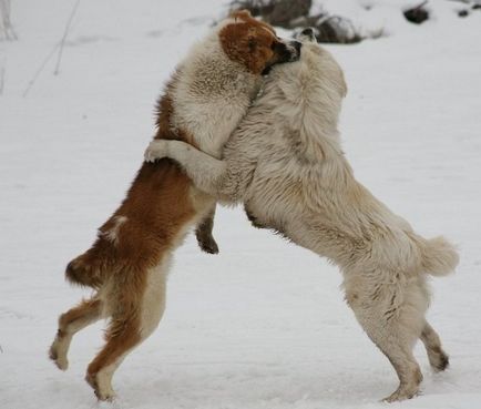 Rasa de caractere turkmen Alabai câine și de formare a căței