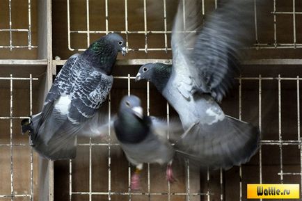 Breed galambok fényképét és a nevét, a videó és árak a piacon