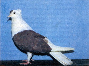 Porumbei de porumbei cu fotografii, nume și descrieri ale caracteristicilor de culoare și exterior
