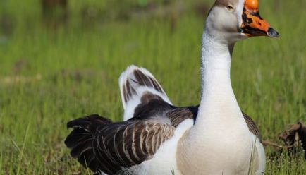 Breed kacsák otthoni tenyésztés és fotó leírása