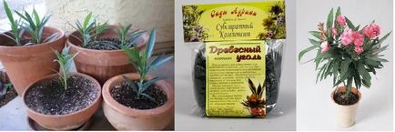 Plantarea și îngrijirea instrucțiunilor pas cu pas oleander, condiții optime pentru reproducere