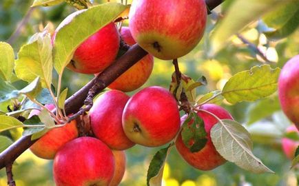 Посадка і догляд за яблунею в сибіру