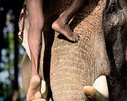 Az utolsó elefántápoló, kiadványok szerte a világon