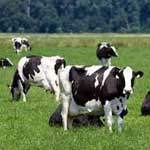 Післяпологова гемоглобинурия корів ознаки, течію, діагноз, лікування і профілактика, ветеринарна