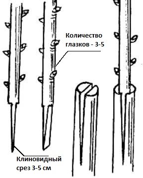 Ваксинирането при разделяне - всичко, което трябва да знаете на градинаря в градината ()