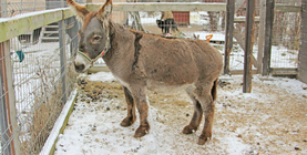 Adăposturi de animale în Sankt Petersburg