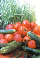 Профілактика захворювань томатів і огірків - розсада, полив, томати, огірки, теплиця, часник