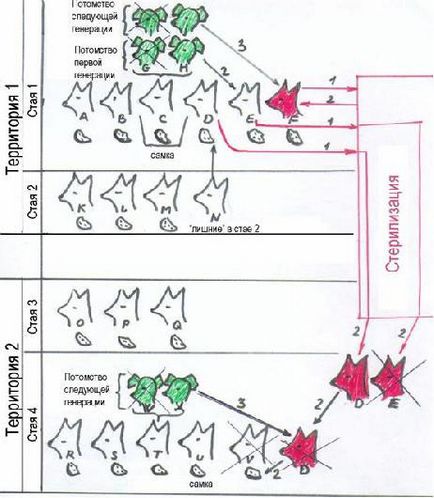 Program de reducere a numărului de câini fără adăpost pe străzile din Odesa (proiect)