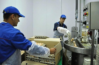 Producția și vânzarea de pudră de ou