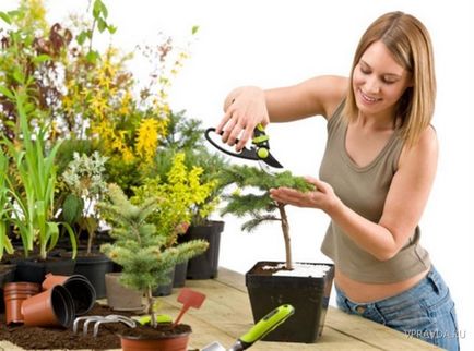 Egyszerű műtrágya a szobanövények, tippeket oszthatnak
