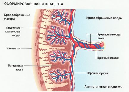 Cablul ombilical are 3 vase