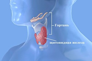 Localizarea și structura glandei tiroide la om