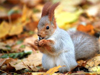 Specii de proteine ​​(applodontia, whitetail, berdmore, chipmunk), zoodom