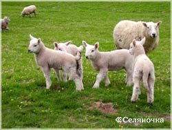 Creșterea ovinelor - agricultura - un portal pentru fermieri, agricultură, șeptel,