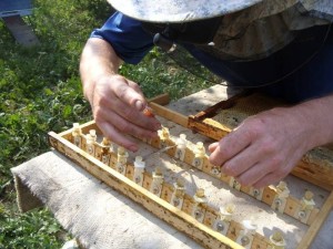 Розведення бджіл поради початківцям