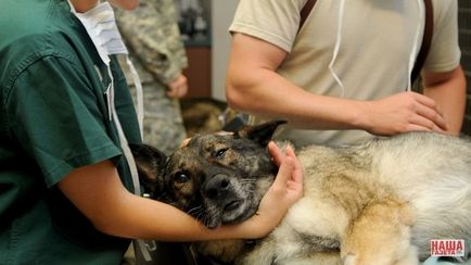 Дитина відрізав собаці вуха для краси »ветеринар з Єкатеринбурга розповіла про випадки з практики