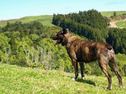 Rase de câini veterinare rare și pe cale de dispariție