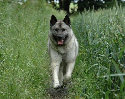 Rase de câini veterinare rare și pe cale de dispariție