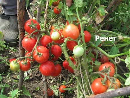 Red tomato - Ренет