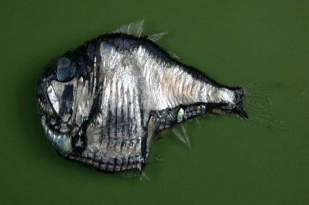 Pește-ax - metal - locuitor al adâncurilor mării