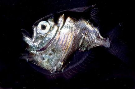 Риба-топірець - металевий - мешканець морських глибин