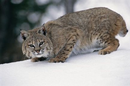 Lynx (continuă subiectul pisicilor sălbatice) - o sursă de bună dispoziție