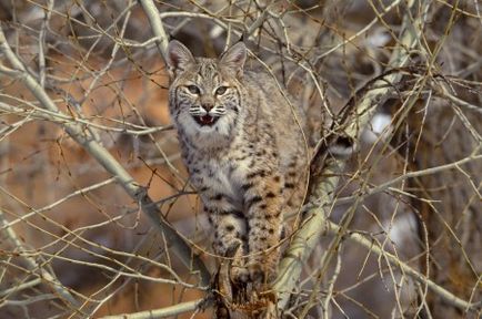 Lynx (folyamatos témája a vadmacska) - a forrása a jó hangulat