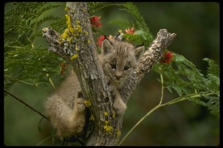 Lynx (continuă subiectul pisicilor sălbatice) - o sursă de bună dispoziție