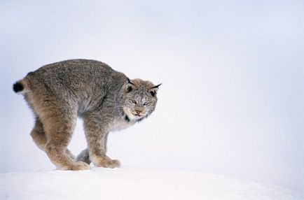 Lynx (continuă subiectul pisicilor sălbatice) - o sursă de bună dispoziție