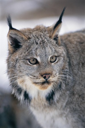 Lynx (continuă subiectul pisicilor sălbatice) - o sursă de bună dispoziție