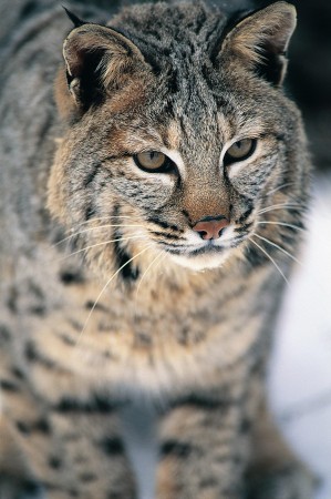 Lynx (continuă subiectul pisicilor sălbatice) - o sursă de bună dispoziție