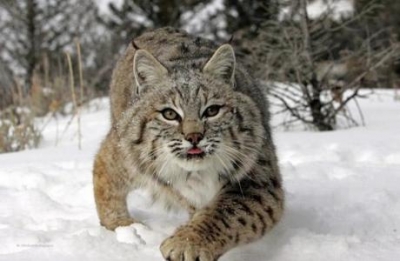 Lynx este un animal sacru al lui Rusov