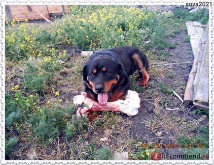 Rottweiler - Rottweiler - calitate germană