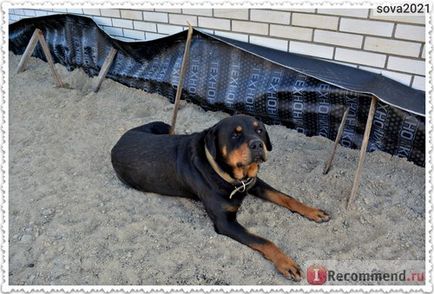 Rottweiler - Rottweiler - calitate germană